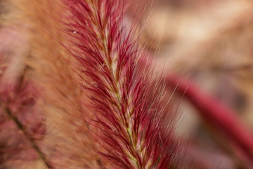 Poster - Flora Grasses at garden