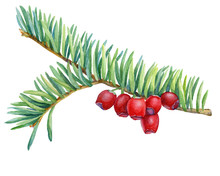 Green Branche With Red Berries Of Taxus Baccata (also Known As European Or English Yew). Watercolor Hand Drawn Painting Illustration Isolated On A White Background