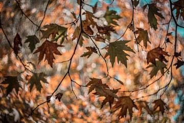 autumn leaves on tree