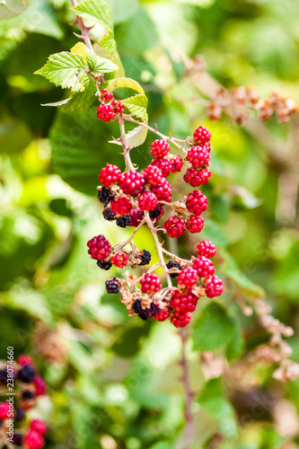 Fotografija Ripe in the sun juicy blackberry growing on the Greek island of Thassos
