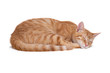 © Elena_Bezzubtseva - Sleeping red cat on white background
