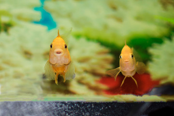 two yellow fish are looking curiously from the aquarium. Close-up, soft focus.