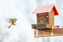 Help For Small City Birds To Survive During Winter Season With A Balcony Bird Feeder, Closeup, Details