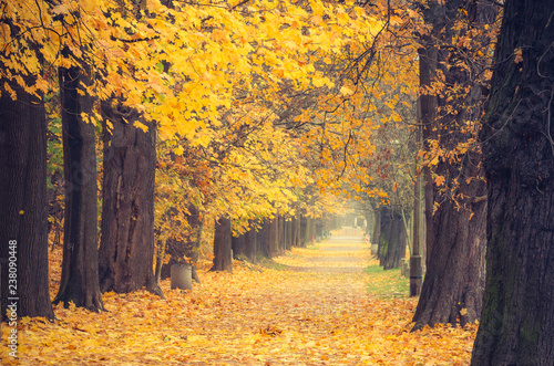 Zdjęcie XXL Jesieni kolorowa drzewna aleja w parku, Krakow, Polska