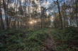 woodland path at sunset in lincolnshire