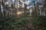Fototapeta Tęcza - woodland path at sunset in lincolnshire