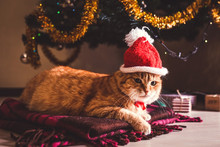 Red Cat Wears Santa's Hat Under Christmas Tree. Christmas And New Year Concept