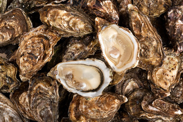 Close up fresh catch of several raw oysters at retail display of fisherman market, close up, high angle view