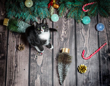 New Year Flat Lay.black And White Cat On A Wooden Floor With Christmas Decorations And Fir Branches