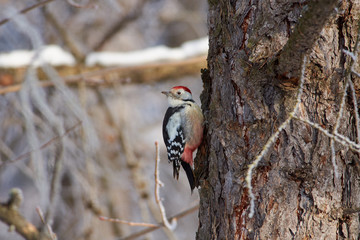 Middle spotted woodpecker sits on a larch trunk in a forest park on the first day of winter.