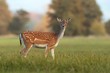 © WildMedia - Female fallow deer, dama dama, in autumn colors. Detailed image of wild animal with blurred background. Wildlife scenery with cute mammal watching.