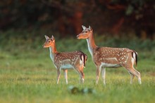Doe And Fawn Fallow Deer, Dama Dama, In Autumn Colors In Last Sunrays. Detailed Image Of Two Wild Animals With Blurred Background. Wildlife Scenery With Cute Mammals Watching. Family Concept.