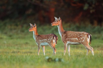 Doe and fawn fallow deer, dama dama, in autumn colors in last sunrays. Detailed image of two wild animals with blurred background. Wildlife scenery with cute mammals watching. Family concept.