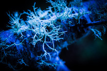 Macro Of Some Fungi In Blue Lights