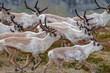 Reindeers in Seydisfjordur area, East Fjord, Iceland