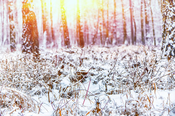 Wall Mural - Snow-covered grass in city park.