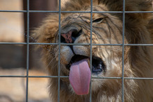 Male African Lion Catches Drops Of Milk With Tongue Through Cage During Feeding Time In Zoo