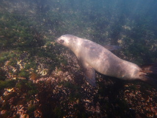 Sea lions swimming underwater in the sea of Patagonia