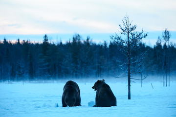 Wall Mural - Two bears in the snow.