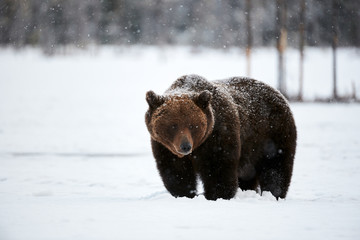 Wall Mural - Brown bear in the snow