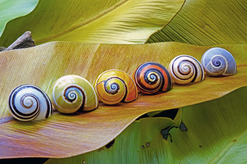 Wall Mural - Cuban land snail (Polymita picta) or Painted snail, World's most colorful land snail from Cuba. Endangered and protected species. Selective focus.