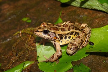 pickerel frog (rana palustris)
