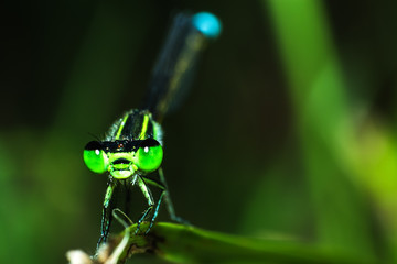 Close-up dragonfly in back view on grass, dragonfly in natural macro view