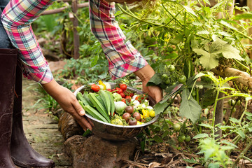 Female harvesting vegetables organic at farm, Harvested season vegetables, Organic farming for healthy lifestyle