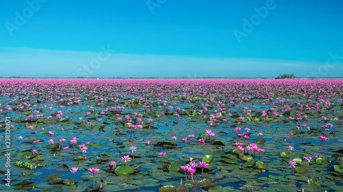 Fotografía Amazing lake of red water lily landscape with clear sky