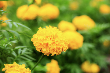 Naklejka na meble Marigold flower with beautiful.