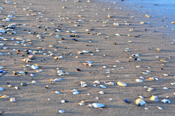 A lot of sea shells on the beach with waves.