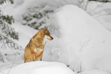 Poster - Wolf (Canis lupus) in the snow in the animal enclosure in the Bavarian Forest National Park, Bavaria, Germany.