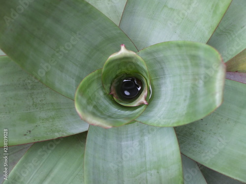 Fotografia, Obraz stagnant water in plants is very natural
