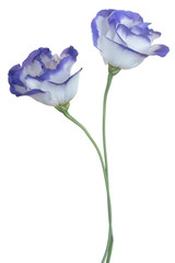 Wall Mural - eustoma flower isolated