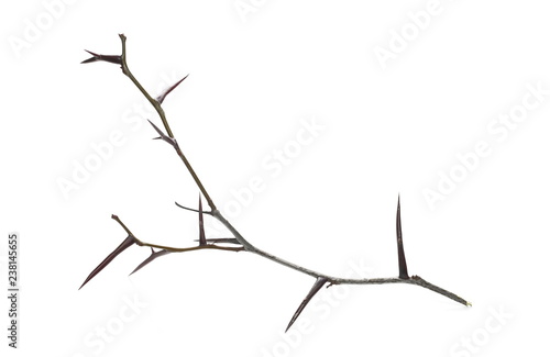images Thorn Branch Drawing https stock adobe com images acacia tree branch with thorns isolated on white background 238145655 start checkout 1 content id 238145655