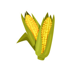 Canvas Print - Two ripe corn heads in green leaves. Agricultural crop. Cereal plant. Farming harvest. Flat vector design