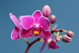 Fototapeta Storczyk - Fuchsia Phalaenopsis Orchid