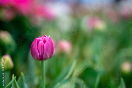 Photo Tulip The flowers are usually large, showy and brightly coloured, generally red, pink, yellow, or white, Colorful tulips in the flower garden