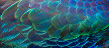 Details And Patterns Of Peacock Feathers.