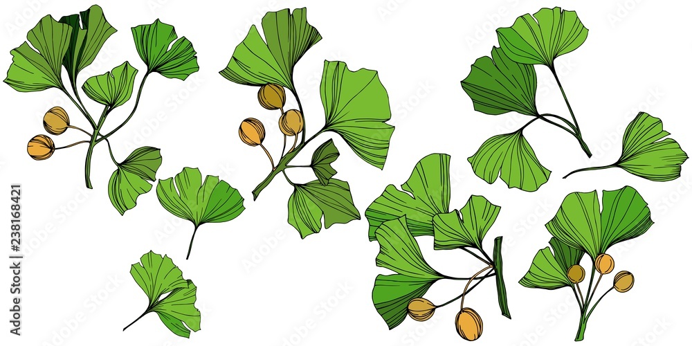 Vector Isolated ginkgo illustration element. Green leaf. Plant botanical garden floral foliage. Green engraved ink art. - obrazy, fototapety, plakaty 