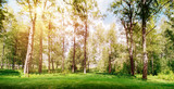 Fototapeta Panele - Beautiful forest background