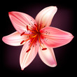 Vector light pink lily