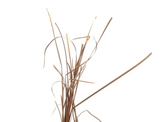 Canvas Print - Dry cane reed leaves isolated on white background with clipping path