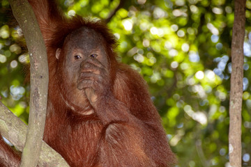 Wall Mural - Sumatran Orangutan, Pongo abelii, feeds the fig tree on the tree