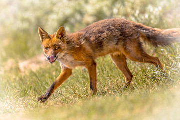 Poster - Red Fox walking and licking