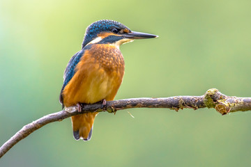 Canvas Print - European Kingfisher perched on stick