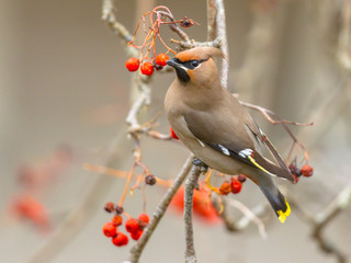 Sticker - Bohemian waxwing winter visitor