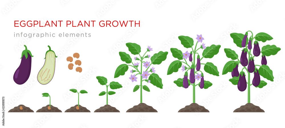 Eggplant growth stages