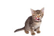 © SerJin - A little striped kitten is licking. Isolated object on white background.
