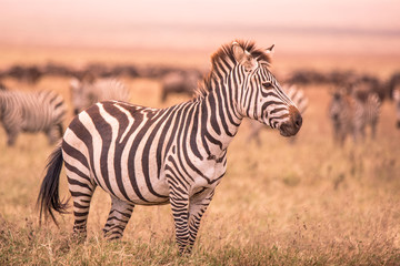 Wall Mural - Herd of zebras in african savannah. Zebra with pattern of black and white stripes. Wildlife scene from nature in Africa. Safari in National Park Ngorongoro Crater, Tanzania.